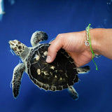 Sea Turtle